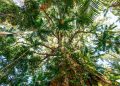 Estudo revela papel do agronegócio na expansão das florestas brasileiras
