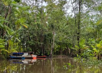 Expedição científica avaliará o impacto das mudanças climáticas nos açaizais e na água no Marajó