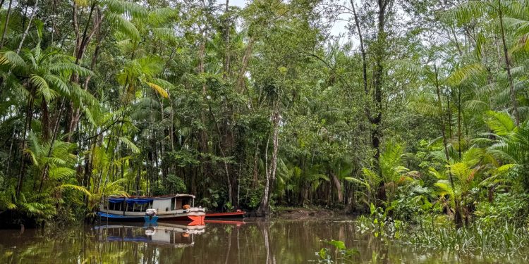 Expedição científica avaliará o impacto das mudanças climáticas nos açaizais e na água no Marajó