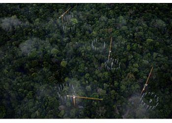 AmazonFace vai estudar como a Amazônia reage a ambiente rico em dióxido de carbono