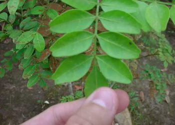 Planta amazônica usada contra glaucoma é alvo de projeto inovador de conservação em Carajás