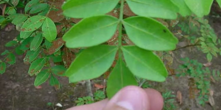 Planta amazônica usada contra glaucoma é alvo de projeto inovador de conservação em Carajás