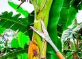 Ferramenta criada por agricultor amazonense ganha reconhecimento da Embrapa e revoluciona manejo de bananeiras