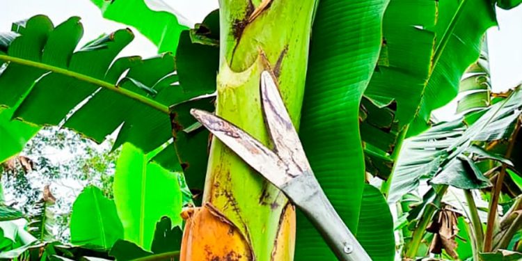Ferramenta criada por agricultor amazonense ganha reconhecimento da Embrapa e revoluciona manejo de bananeiras