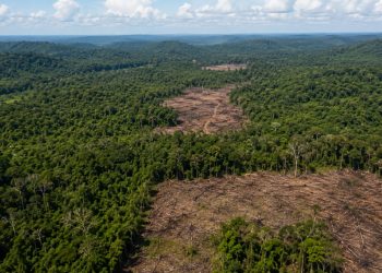 Desmatamento na Amazônia cai 61,4% em maio de 2026