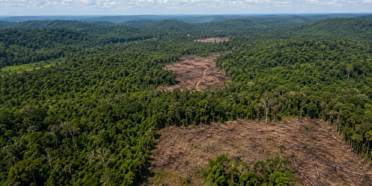 Desmatamento na Amazônia cai 61,4% em maio de 2026
