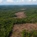 Desmatamento na Amazônia cai 61,4% em maio de 2026