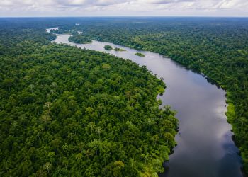 Fundo Amazônia quadruplica ritmo anual de aprovações desde 2023