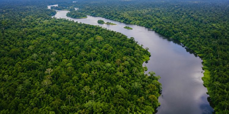 Fundo Amazônia quadruplica ritmo anual de aprovações desde 2023