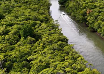Webinar gratuito debate bioinovação na Amazônia com vencedor do “Nobel do Meio Ambiente”