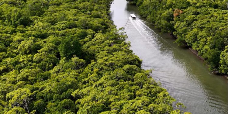 Webinar gratuito debate bioinovação na Amazônia com vencedor do “Nobel do Meio Ambiente”
