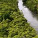 Webinar gratuito debate bioinovação na Amazônia com vencedor do “Nobel do Meio Ambiente”