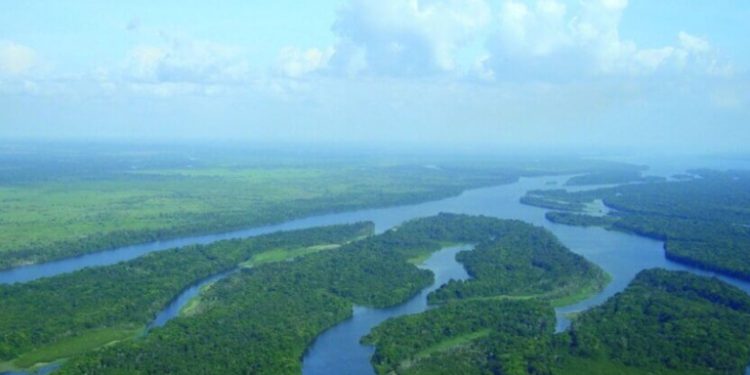 Governo do Brasil lança edital de concessão da Floresta Nacional de Balata-Tufari e amplia manejo sustentável na Amazônia