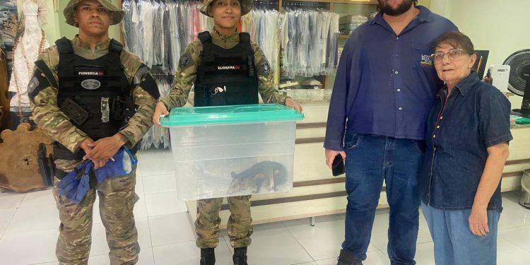 Guarda Municipal realiza resgate de dois animais silvestres em Manaus