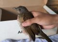 Sabiá ferido é resgatado por equipe ambiental da Guarda Municipal em Manaus