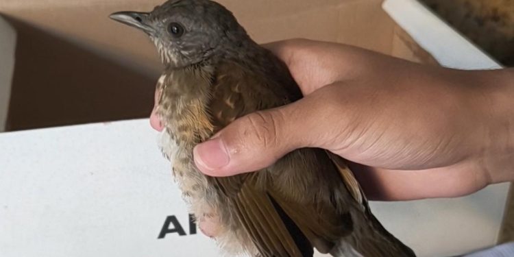 Sabiá ferido é resgatado por equipe ambiental da Guarda Municipal em Manaus
