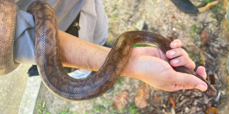 Animais silvestres são resgatados e encaminhados ao Ibama após ações da Guarda Municipal