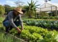 Agricultura familiar terá novos incentivos com crédito de R$ 97 bilhões no Plano Safra