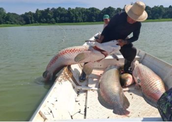 Estudo reafirma apenas uma espécie de pirarucu na Amazônia e reforça variações morfológicas do peixe considerado potência bioeconômica da região