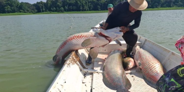 Estudo reafirma apenas uma espécie de pirarucu na Amazônia e reforça variações morfológicas do peixe considerado potência bioeconômica da região