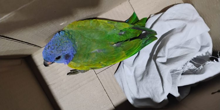 Patrulhamento Ambiental realiza resgate de uma ave e uma cobra nas zonas Norte e Sul de Manaus
