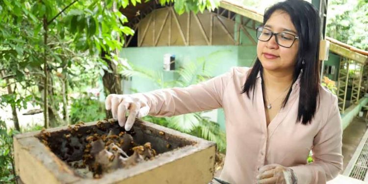 Pesquisadora do Inpa conquista prêmio internacional por estudo sobre "samburá" de abelha amazônica sem ferrão