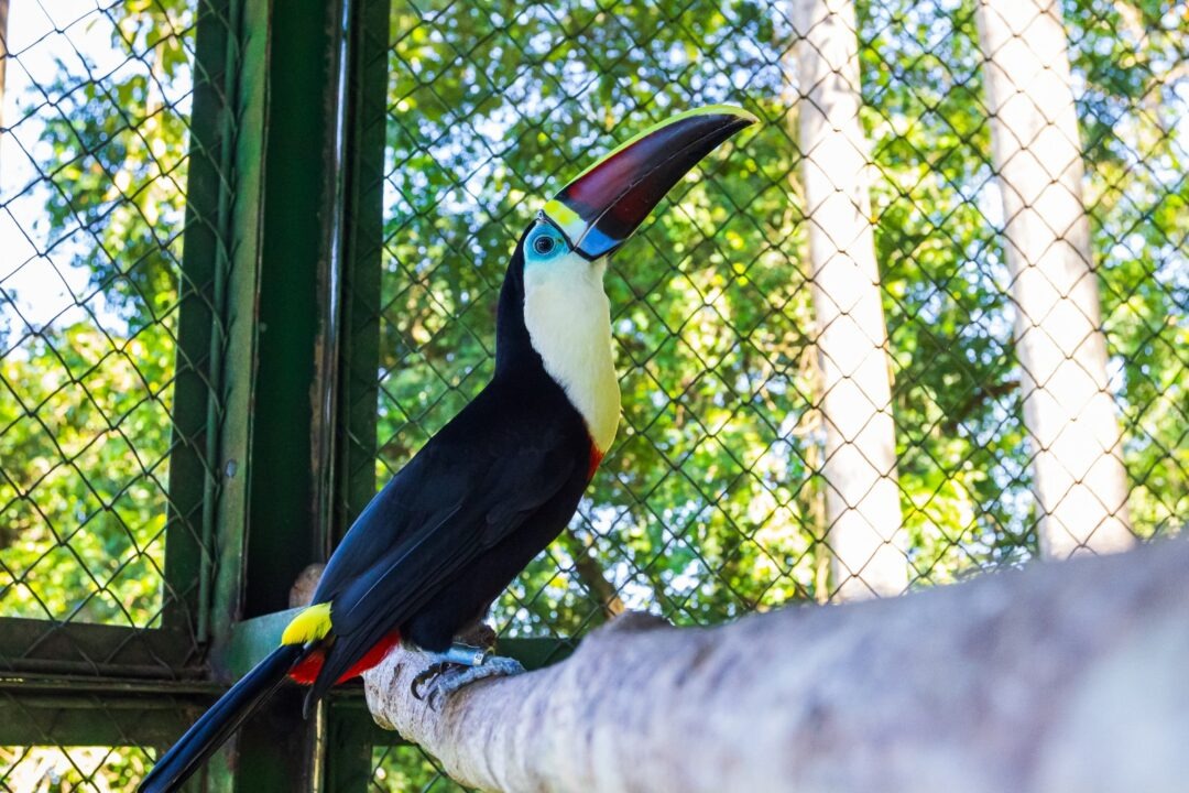 Projeto do Grupo Atem e Ibama realiza primeira soltura de aves silvestres reabilitadas em Manaus