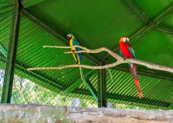 Projeto do Grupo Atem e Ibama realiza primeira soltura de aves silvestres reabilitadas em Manaus