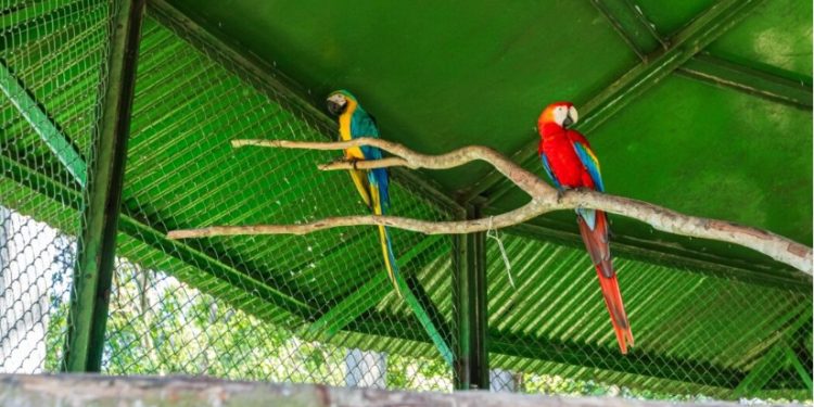 Projeto do Grupo Atem e Ibama realiza primeira soltura de aves silvestres reabilitadas em Manaus