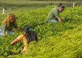 Viveiro criado em área degradada deve alcançar 250 mil mudas e se consolida como referência em bioeconomia na Amazônia