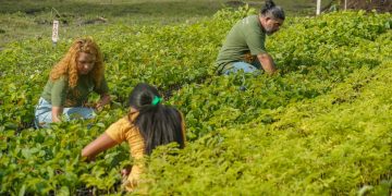 Viveiro criado em área degradada deve alcançar 250 mil mudas e se consolida como referência em bioeconomia na Amazônia