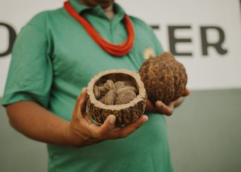 Programa EcoAm abre inscrições para chamada gratuita que conecta negócios da bioeconomia a mercados e investidores