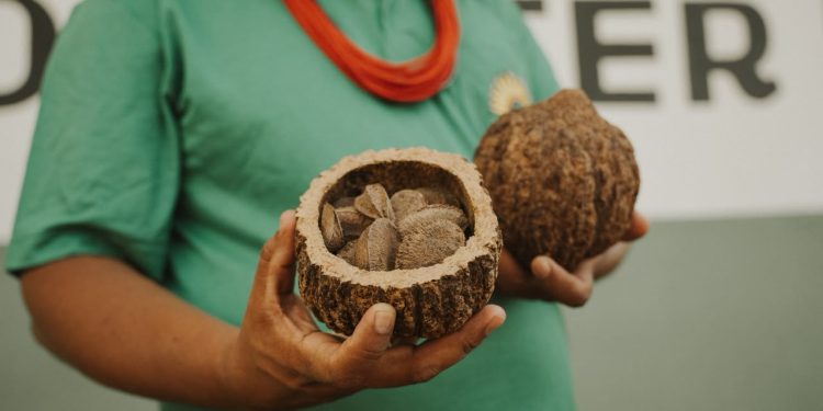 Programa EcoAm abre inscrições para chamada gratuita que conecta negócios da bioeconomia a mercados e investidores