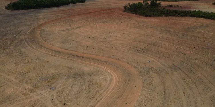 Estudo alerta que fim da Moratória da Soja pode acelerar desmatamento da Amazônia