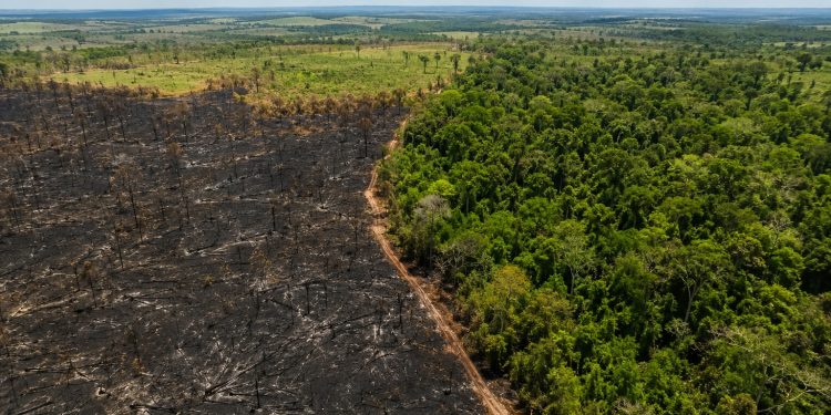 Área queimada no Brasil fica 31% abaixo da média histórica em 2025
