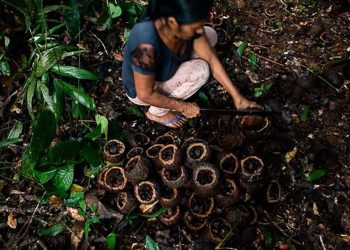 Produção indígena de castanha-da-amazônia conquista remuneração por preservar a floresta