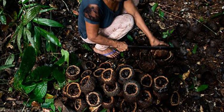 Produção indígena de castanha-da-amazônia conquista remuneração por preservar a floresta