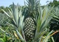 Embrapa lança nova edição do guia de produção de abacaxi voltado aos agricultores do Amazonas