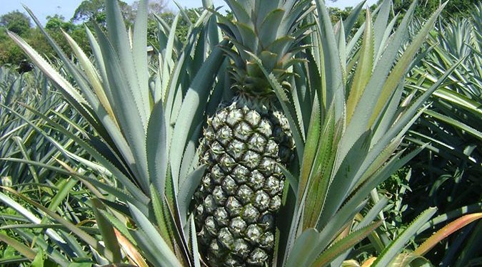 Embrapa lança nova edição do guia de produção de abacaxi voltado aos agricultores do Amazonas