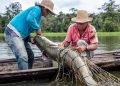 Marinha utiliza Contrata+Brasil e abre oportunidade de R$ 1 milhão para fornecedores de pirarucu no Amazonas