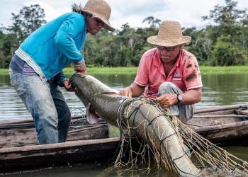 Marinha utiliza Contrata+Brasil e abre oportunidade de R$ 1 milhão para fornecedores de pirarucu no Amazonas