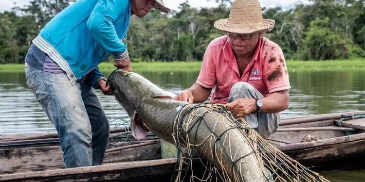 Marinha utiliza Contrata+Brasil e abre oportunidade de R$ 1 milhão para fornecedores de pirarucu no Amazonas