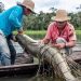 Marinha utiliza Contrata+Brasil e abre oportunidade de R$ 1 milhão para fornecedores de pirarucu no Amazonas
