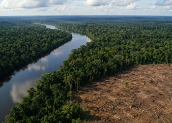Amazônia registra menor área sob alerta de desmatamento em uma década, aponta Inpe