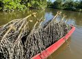Programa Raiz Empreendedora chega a Tabatinga (AM) e Marabá (PA) para fortalecer negócios da bioeconomia amazônica
