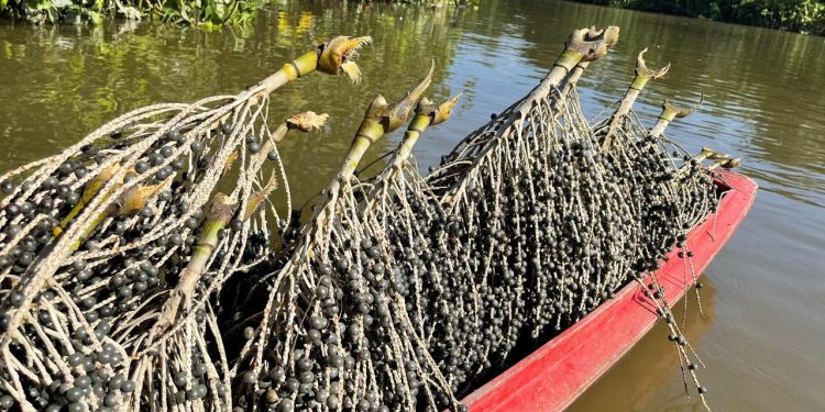 Programa Raiz Empreendedora chega a Tabatinga (AM) e Marabá (PA) para fortalecer negócios da bioeconomia amazônica