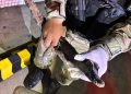 Patrulhamento Ambiental realiza quatro resgates de animais silvestres na capital