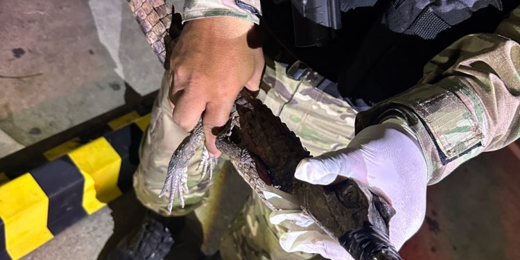 Patrulhamento Ambiental realiza quatro resgates de animais silvestres na capital