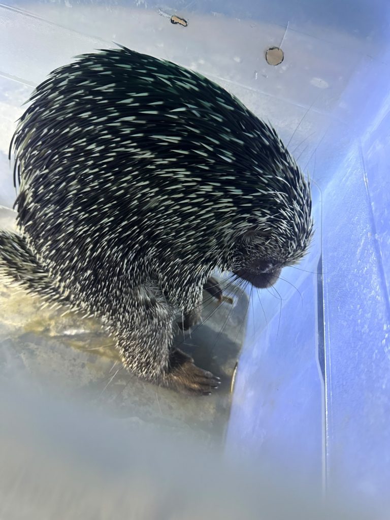 Patrulhamento Ambiental realiza quatro resgates de animais silvestres na capital