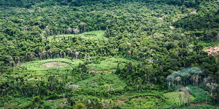 Amazônia: indígenas catalogam espécies para proteger biodiversidade